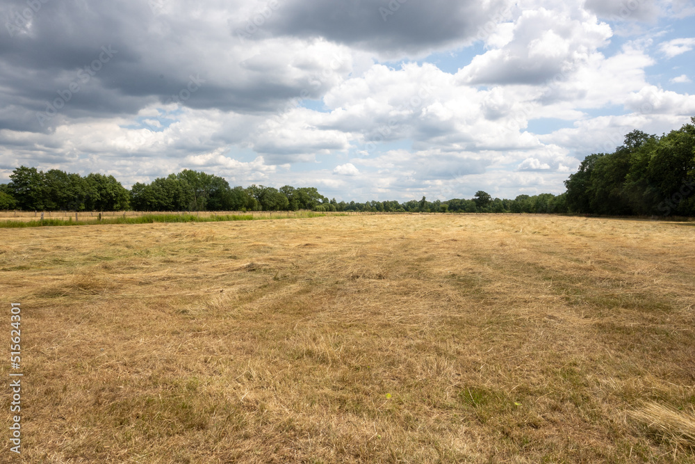 field of wheat