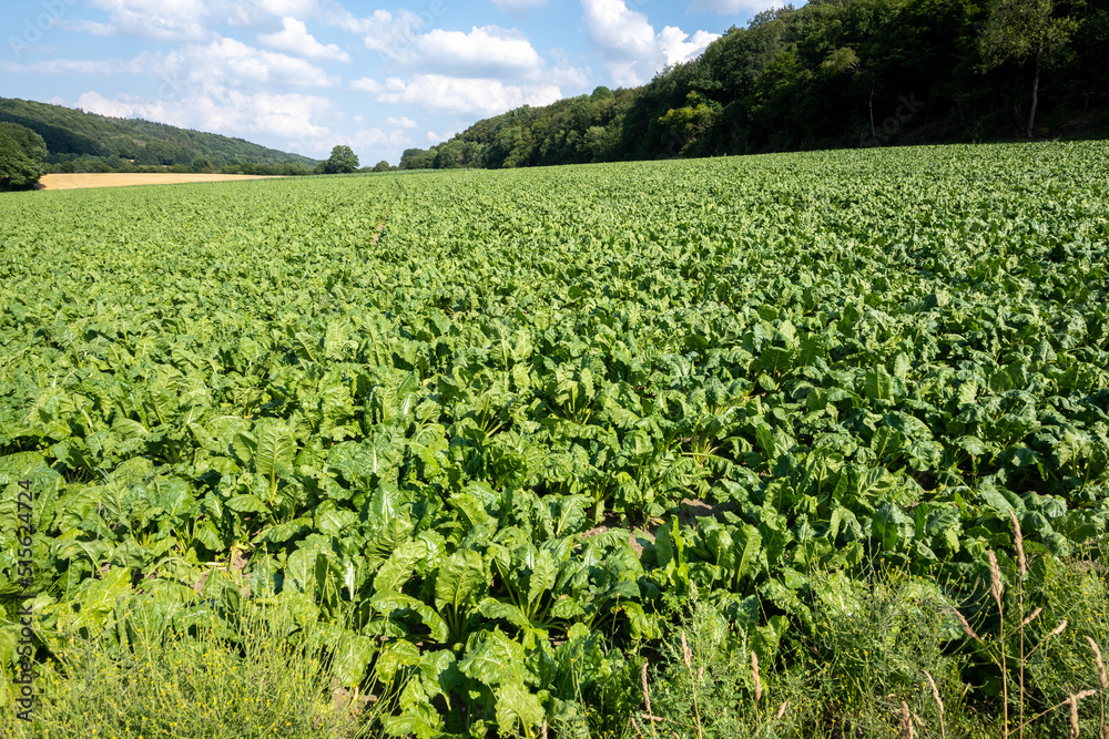 green field of Cattle feed beet green field of Cattle feed beet