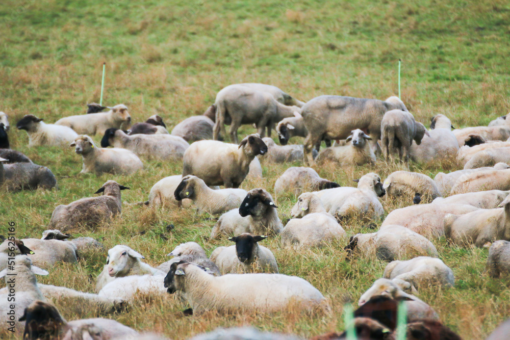Sheep farm, herd of sheep resting and grazing in green field. Sheep farm, herd of sheep resting and grazing in green field.