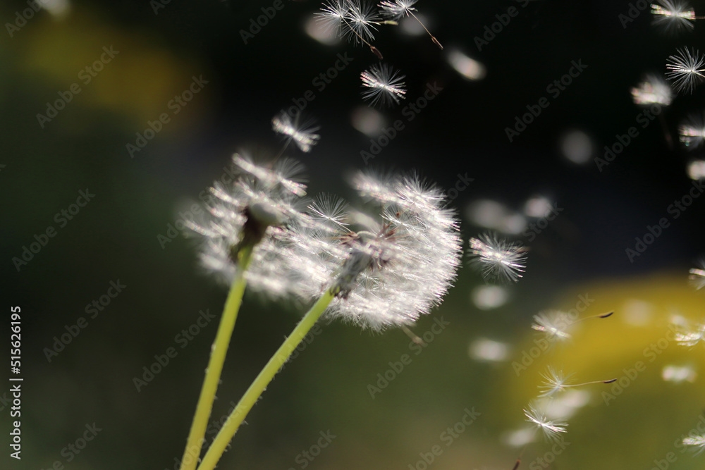 Dandelion seeds blowing away, concept of freedom Dandelion seeds blowing away, concept of freedom