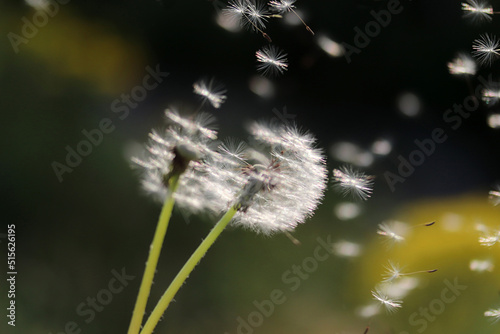  Dandelion seeds blowing away  concept of freedom
