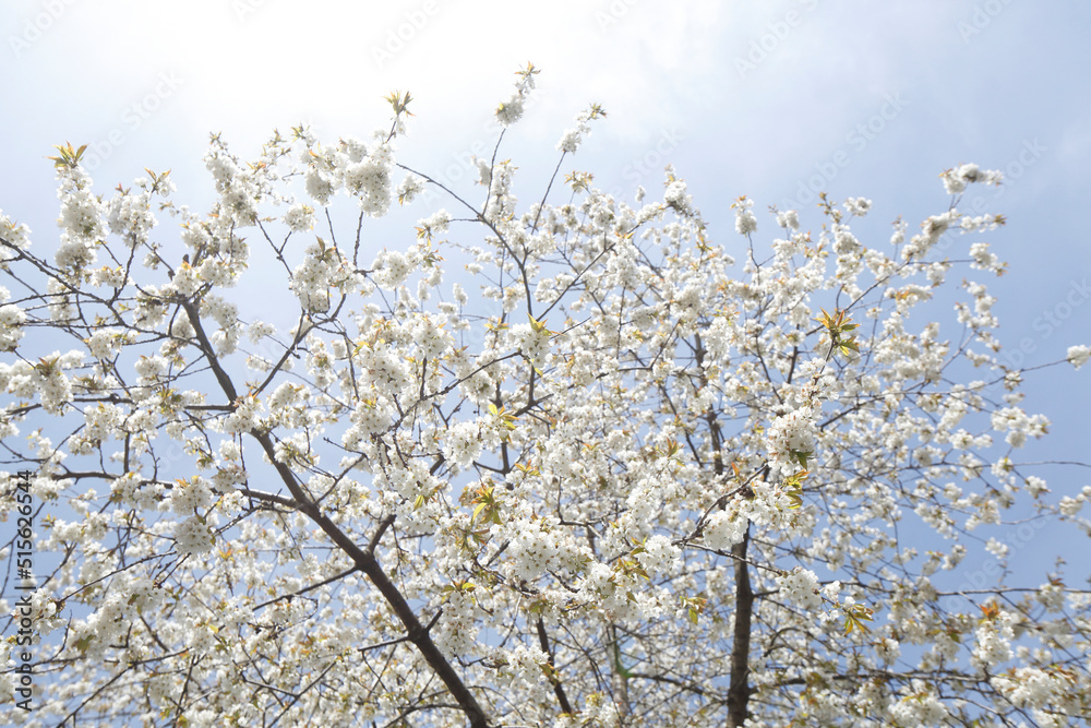 Weisser Kirschblüten auf Kirschbaum aus der Froschperspektive, Blauer Himmel Weisser Kirschblüten auf Kirschbaum aus der Froschperspektive, Blauer Himmel