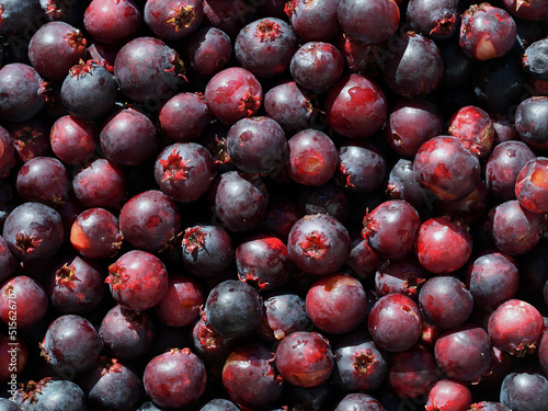 Obraz na płótnie Saskatoon berries (Amelanchier genus) close up
