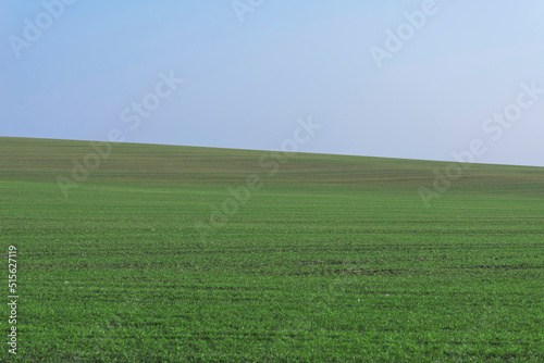 Green field with blue sky as background. © Nikolay