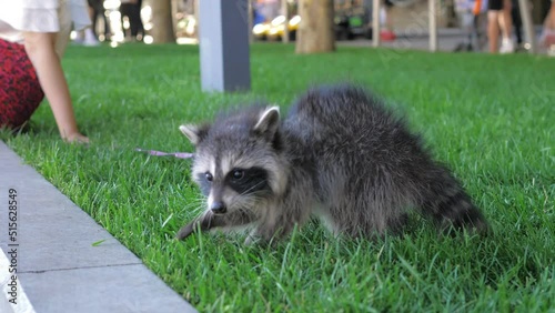 A girl in the park with a pet adorable raccoon. A wild pet in a public park with a leash. Raccoon runs on the grass near the hostess