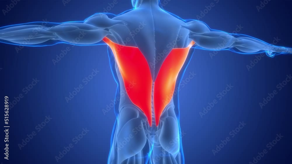 Human Muscular System Torso Muscles Latissimus Dorsi Muscle Anatomy Animation Concept Stock