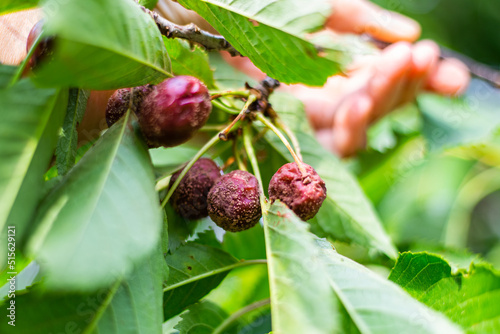Cherry fruits on a tree affected by gray rot. Disease moniliosis on ripe berries photo
