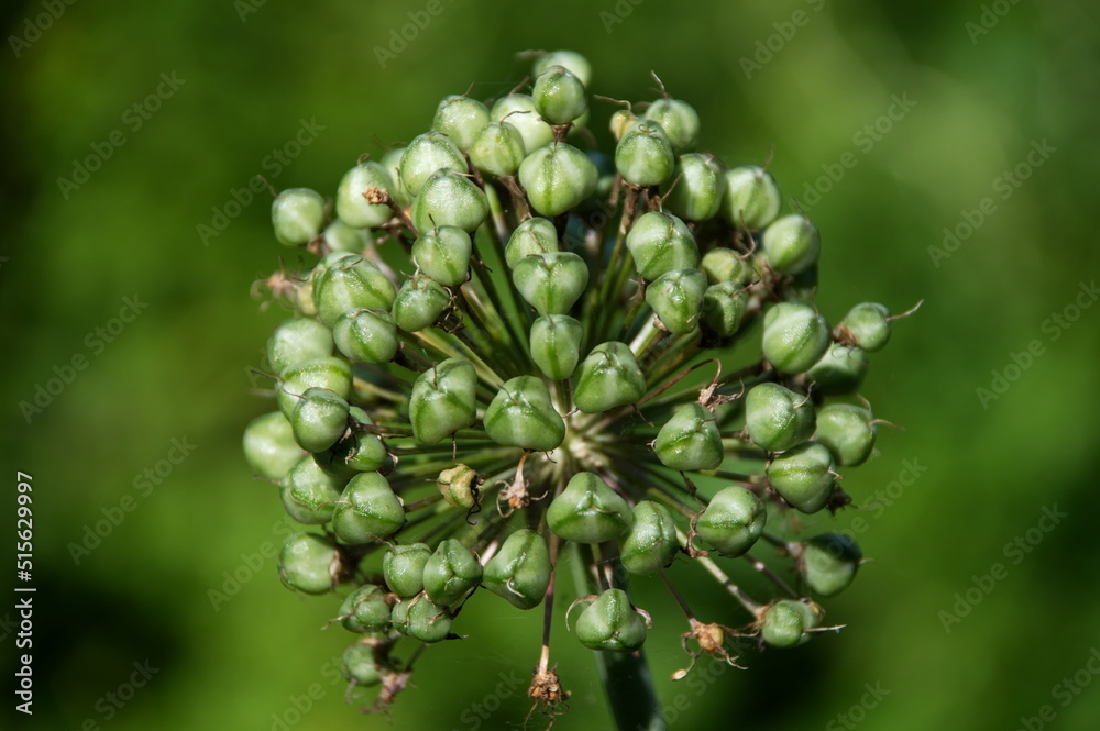 seeds after flowering