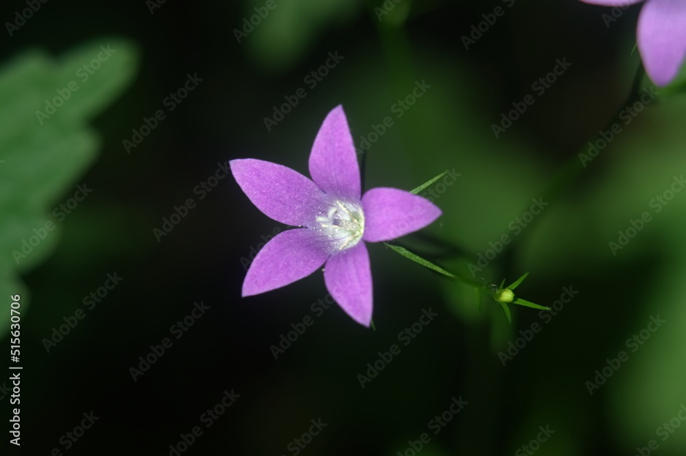 purple flower on a green background