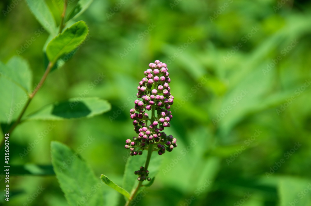 pink flower in the garden