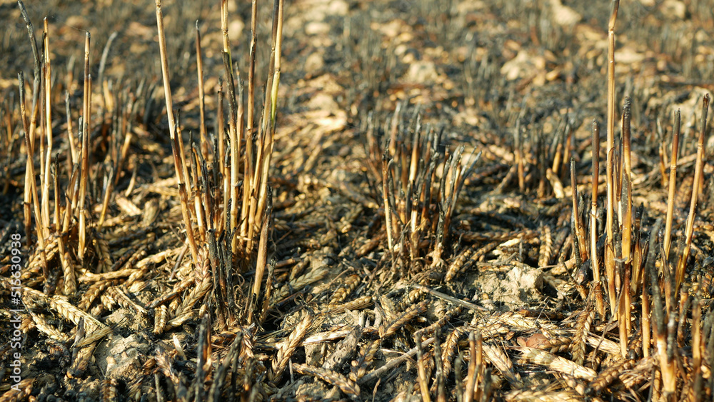 Obraz premium Fields fire blaze barley after flame wild drought dry black earth ground catastrophic pity damage Hordeum vulgare vegetation cereals stand green natural disaster burnt down, drone aerial