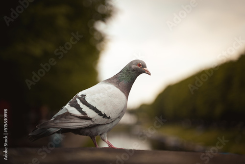 Foto Pigeon on a ledge
