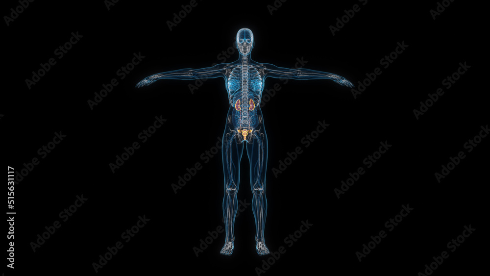 Human female body kidney 3d hologram front view. 3D illustration Human female body kidney 3d hologram front view. 3D illustration