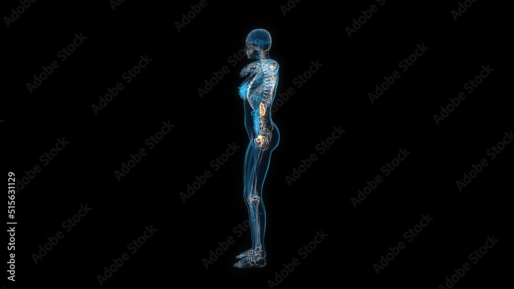 Human female body kidney 3d hologram side view. 3D illustration Human female body kidney 3d hologram side view. 3D illustration