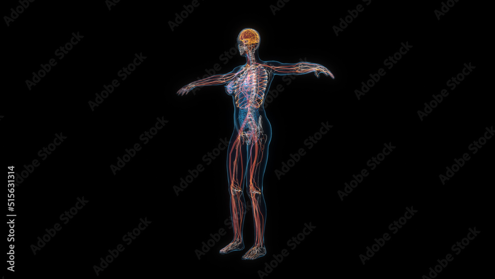 Human female body nervous system 3d hologram. 3D illustration