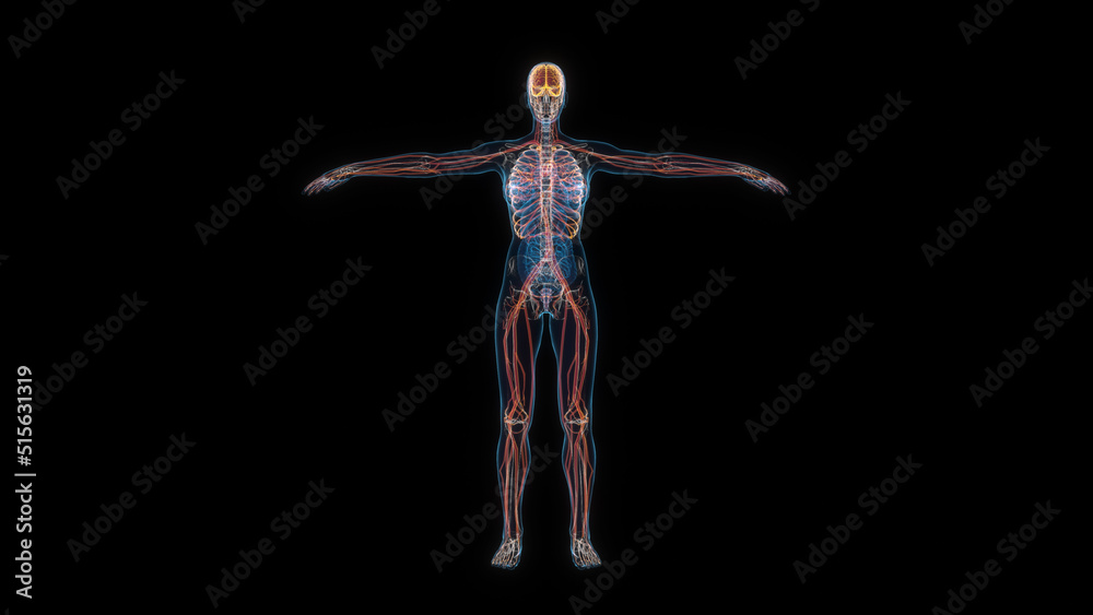 Human female body nervous system 3d hologram front view. 3D illustration