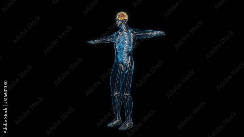 Human male body brain 3d hologram. 3D illustration Human male body brain 3d hologram. 3D illustration