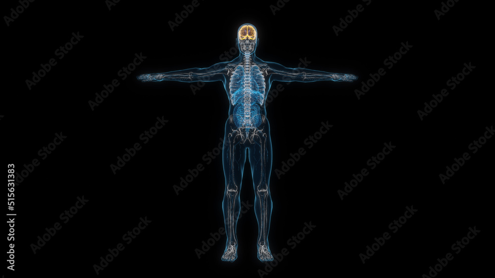 Human male body brain 3d hologram front view. 3D illustration Human male body brain 3d hologram front view. 3D illustration