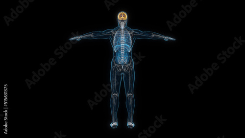 Human male body brain 3d hologram back view. 3D illustration