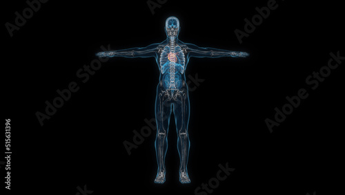 Human male body heart 3d hologram front view. 3D illustration