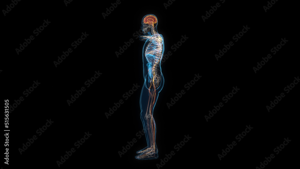 Human male body nervous system 3d hologram side view. 3D illustration