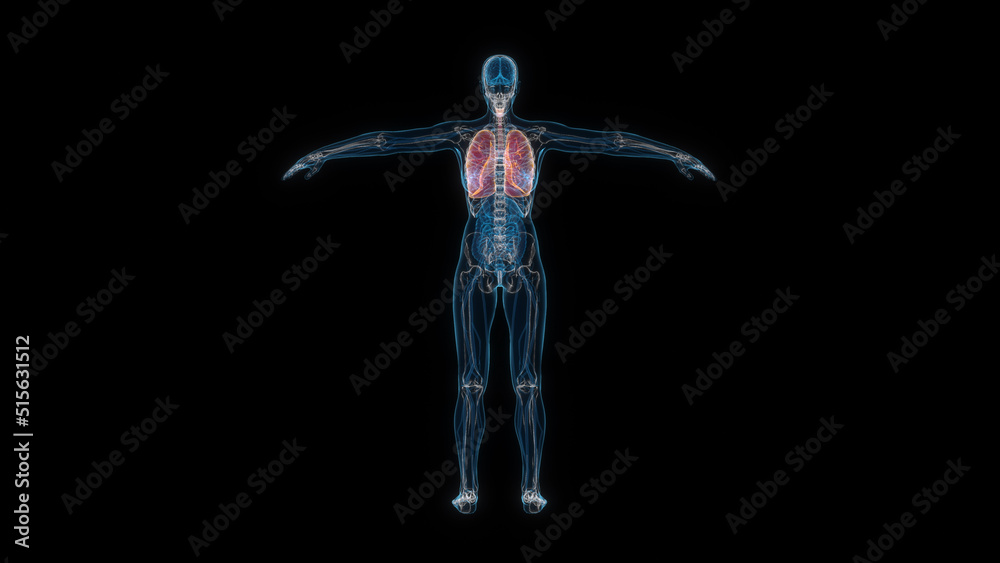 Human female body lung 3d hologram back view. 3D illustration