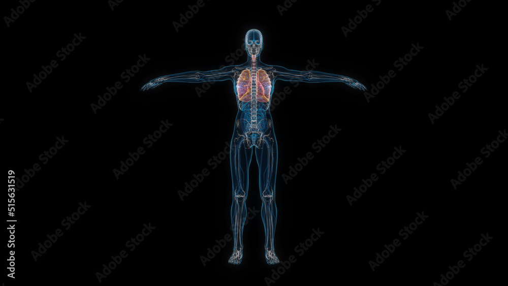 Human female body lung 3d hologram front view. 3D illustration