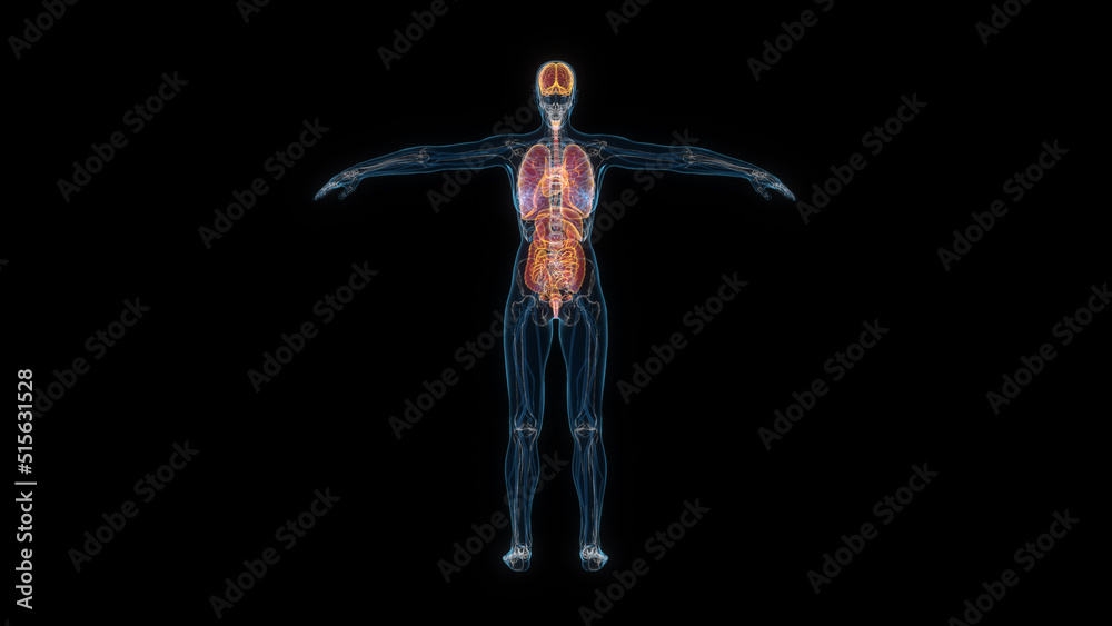 Human female body organs 3d hologram back view. 3D illustration
