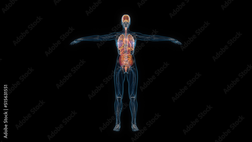 Human female body organs 3d hologram front view. 3D illustration