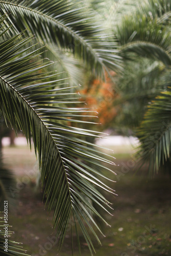 Green Palm tree leaves