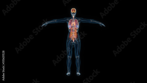 Human female body organs 3d hologram back view. 3D illustration © mahirkart