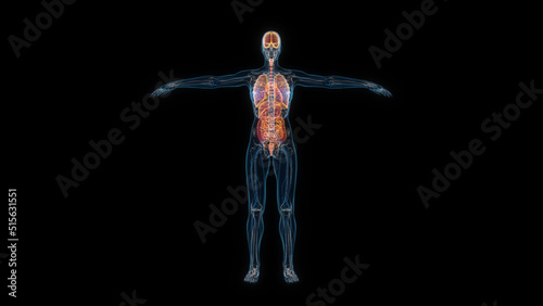 Human female body organs 3d hologram front view. 3D illustration