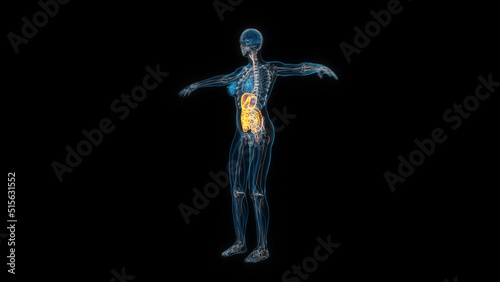 Human female body digestive system 3d hologram. 3D illustration © mahirkart