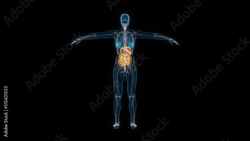 Human female body digestive system 3d hologram back view. 3D illustration © mahirkart