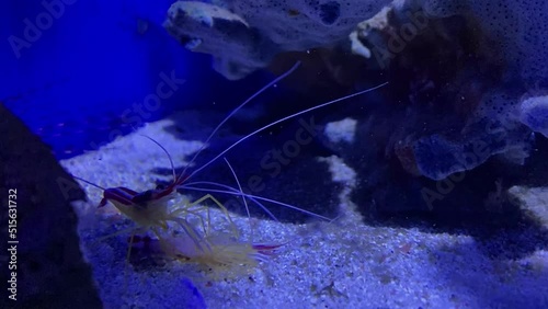 A shrimp eats a shrimp. Cannibalism at sea. The shrimp eats the shrimp. An act of cannibalism in the animal world. photo