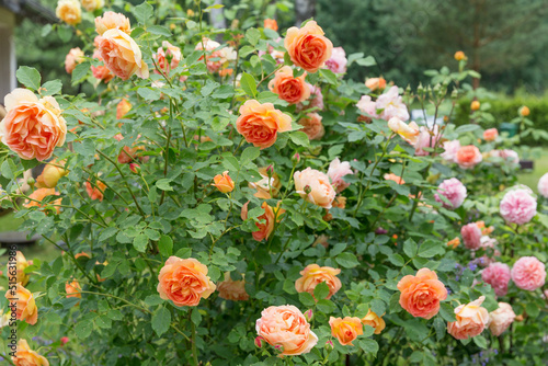 Rich orange-red rosebuds open in cup-shaped flowers. Lovely bush of English roses in the summer garden photo