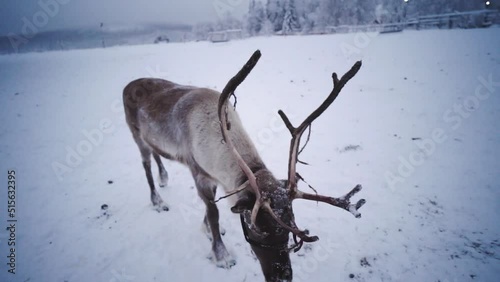 Feeding a raindeer with raindeer moss in Northern Norway photo