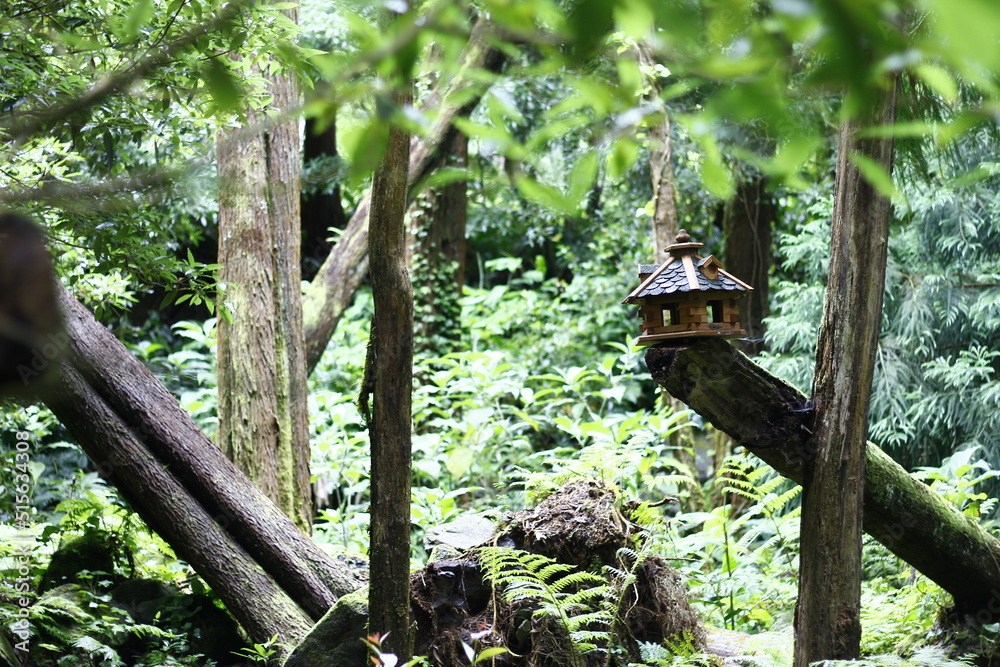 Birds house in the forest