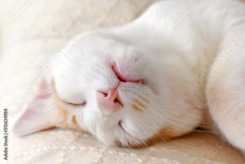 Cat sleeping upside down on the sofa. Closeup of cat face. Selective focus at the cat nose and mouth. Copy space is on the blurred part of photo. 