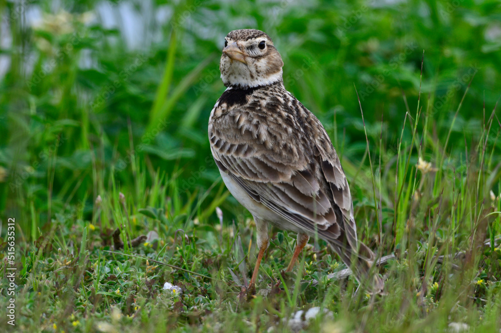 Kalanderlerche // Calandra Lark (Melanocorypha calandra) - Griechenland // Greece Kalanderlerche // Calandra Lark (Melanocorypha calandra) - Griechenland // Greece