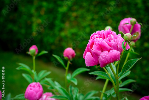 Pink peony blossoms after summer rain