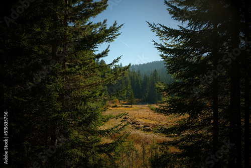 Coniferous trees in the forest with mountains in the background