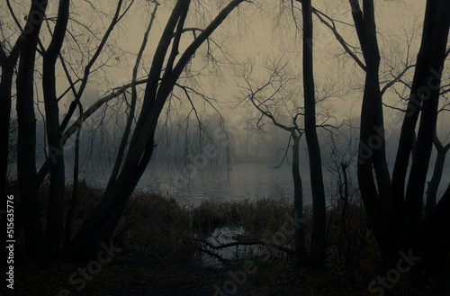 Dark tree silhouettes by the lake in the fog 
