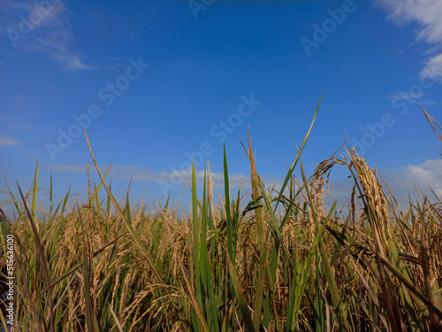 A close-up image of a rice field in Java Island of Indonesia.