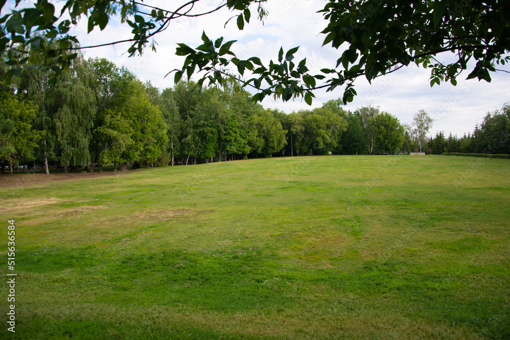 Green grass in the park, trees, leaves, summer. Pine tree in the foreground Green grass in the park, trees, leaves, summer. Pine tree in the foreground