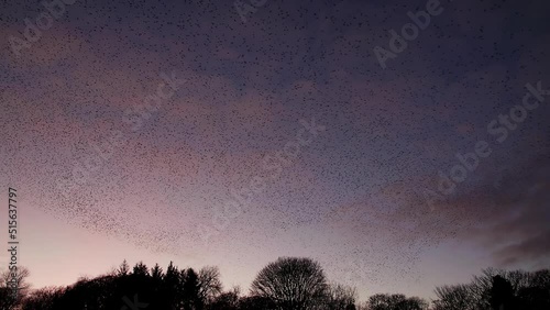 Large gathering of starlings above their night roost and flying down into trees photo