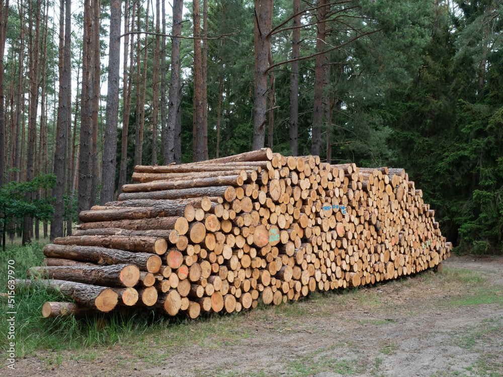 Holzeinschlag von Kiefernholz - Holzstämme - Holzpreise - Holzkauf