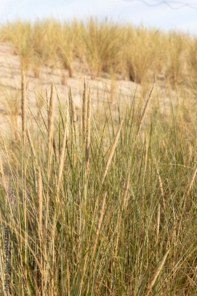Fototapeta premium Dune grass as protection for the dune and also habitat for animals and insects.