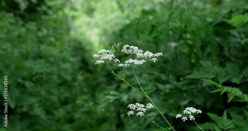 Honey bee on a flower in a field. Collection of nectar from a flower in spring. Bees produce honey from sugary plant secretions, flower nectar. High quality 4k footage