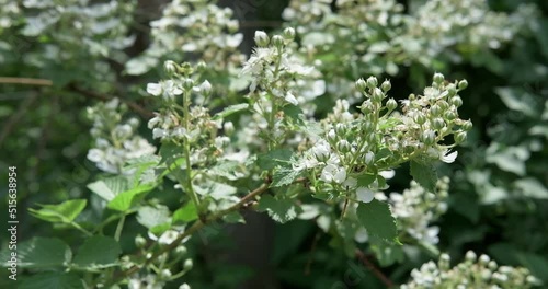 Natural blackberry blossoms in the garden. Flowers on a branch of a plant with green leaves on a farm. Organic farming, healthy food, BIO products. High quality 4k footage